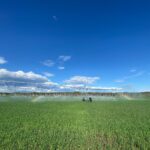 Irrigation Crop Results by Neudorf Irrigation in La Crete Northern Alberta