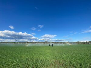 Irrigation Crop Results by Neudorf Irrigation in La Crete Northern Alberta