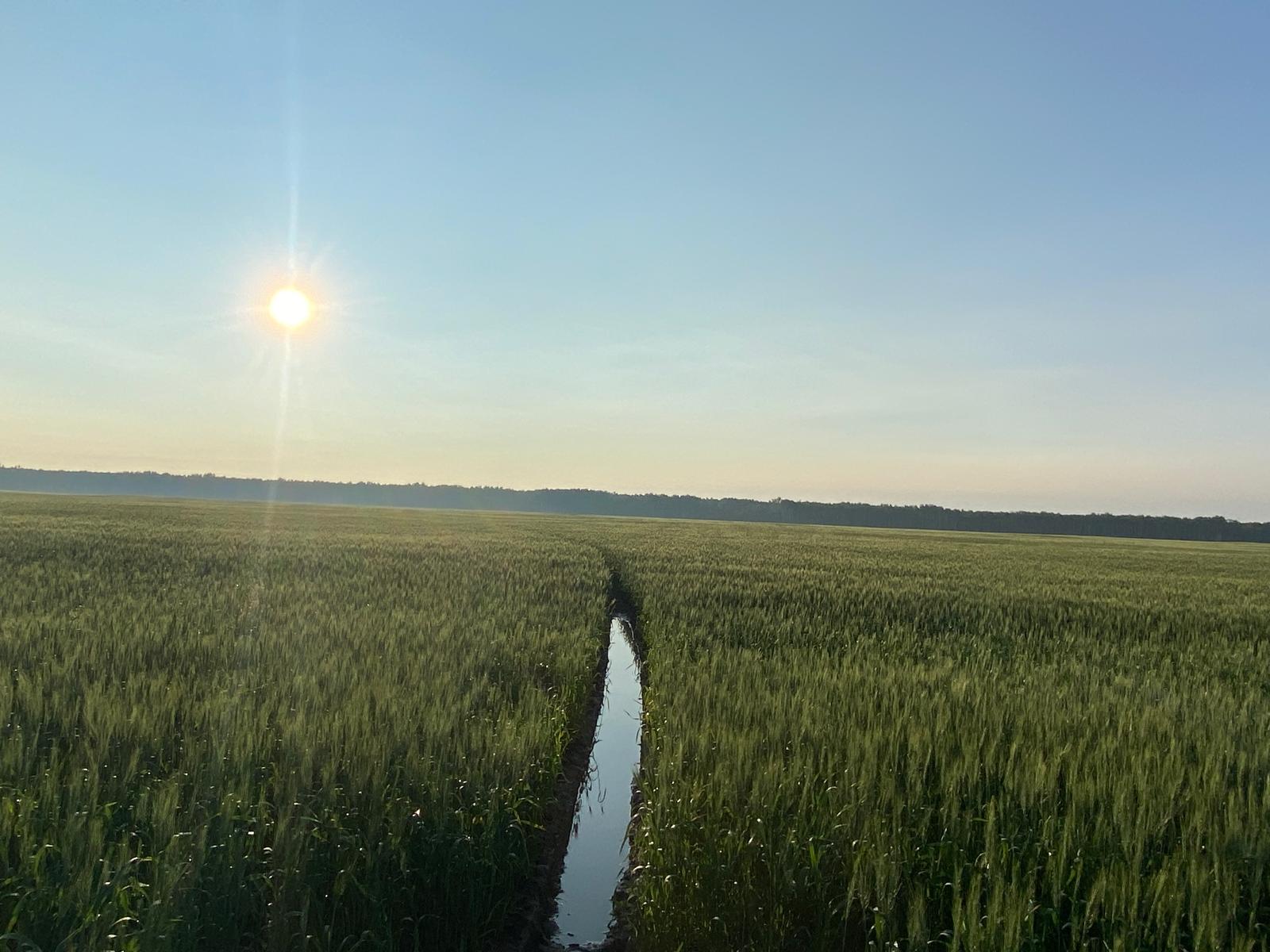 Irrigation Crop Results by Neudorf Irrigation in La Crete Northern Alberta