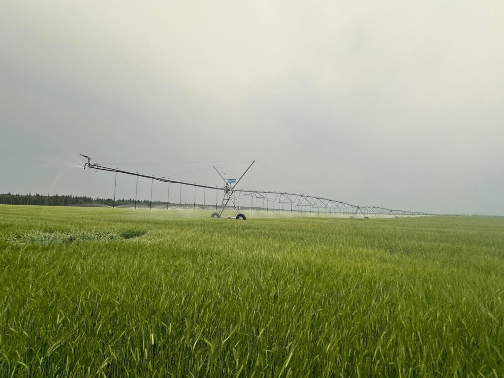 Irrigation Crop Results by Neudorf Irrigation in La Crete Northern Alberta