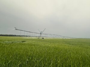 Irrigation Crop Results by Neudorf Irrigation in La Crete Northern Alberta