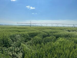 Irrigation Crop Results by Neudorf Irrigation in La Crete Northern Alberta