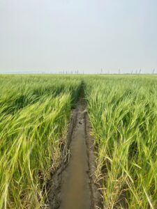 Irrigation Crop Results by Neudorf Irrigation in La Crete Northern Alberta
