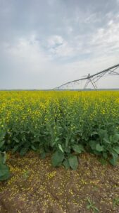 Irrigation Crop Results by Neudorf Irrigation in La Crete Northern Alberta