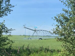 Irrigation Crop Results by Neudorf Irrigation in La Crete Northern Alberta