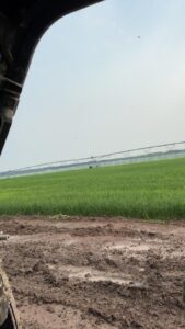 Irrigation Crop Results by Neudorf Irrigation in La Crete Northern Alberta