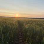 Irrigation Crop Results by Neudorf Irrigation in La Crete Northern Alberta