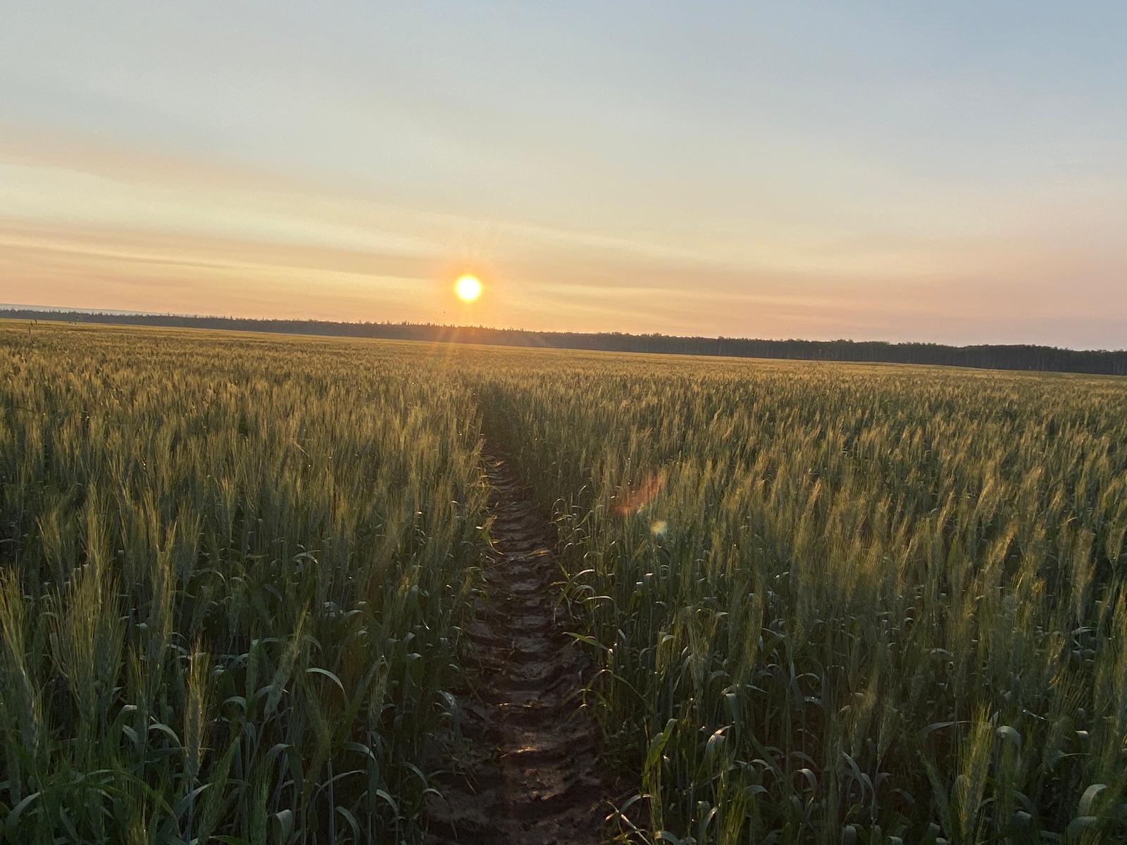 Irrigation Crop Results by Neudorf Irrigation in La Crete Northern Alberta