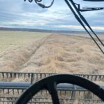 Irrigation Crop Results by Neudorf Irrigation in La Crete Northern Alberta