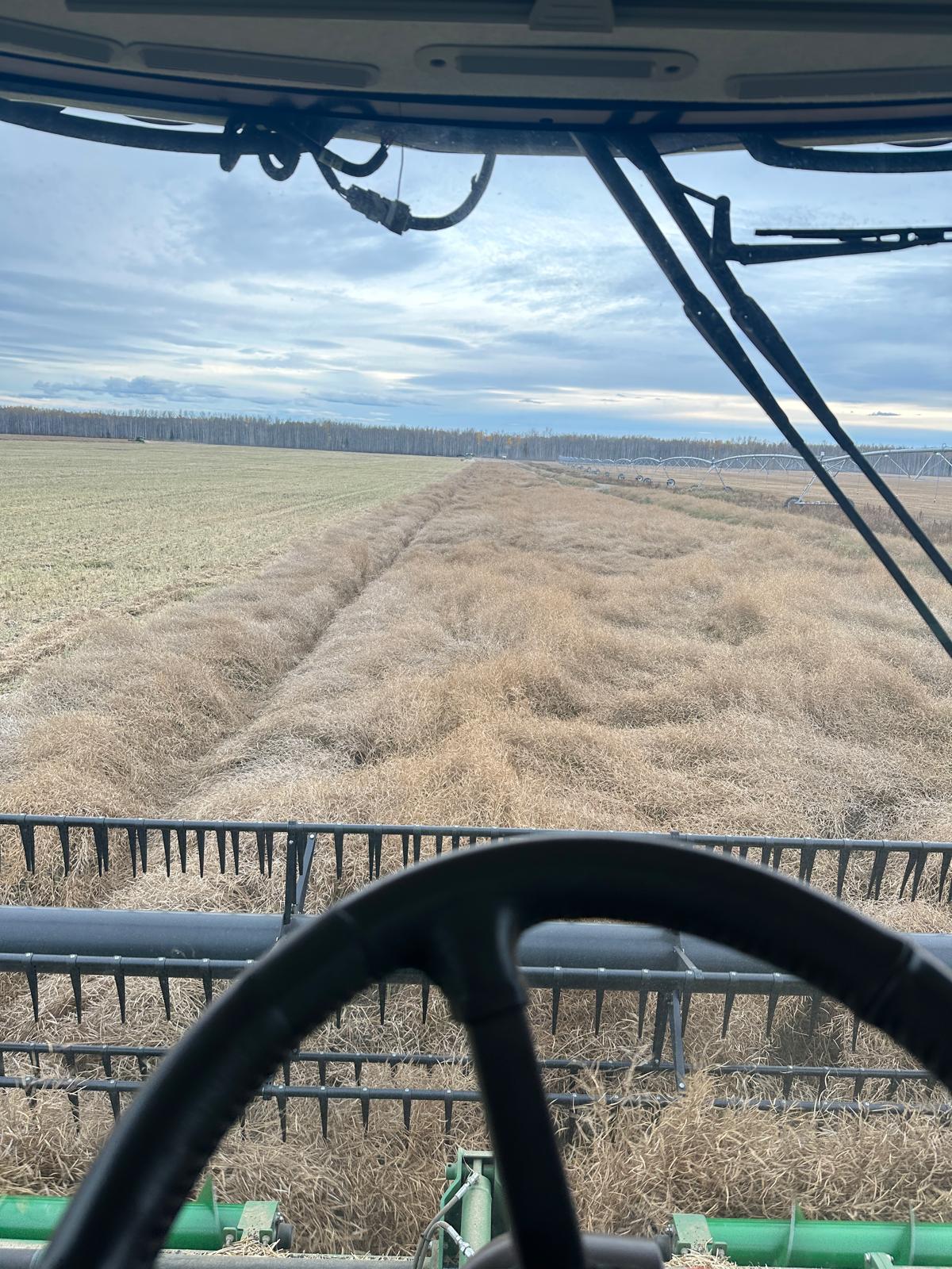 Irrigation Crop Results by Neudorf Irrigation in La Crete Northern Alberta