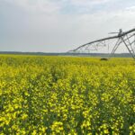 Irrigation Crop Results by Neudorf Irrigation in La Crete Northern Alberta