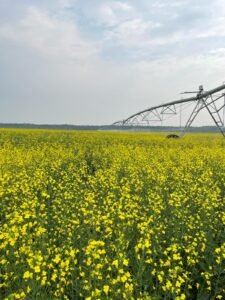 Irrigation Crop Results by Neudorf Irrigation in La Crete Northern Alberta