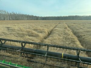 Irrigation Crop Results by Neudorf Irrigation in La Crete Northern Alberta