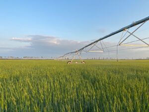 Irrigation Crop Results by Neudorf Irrigation in La Crete Northern Alberta