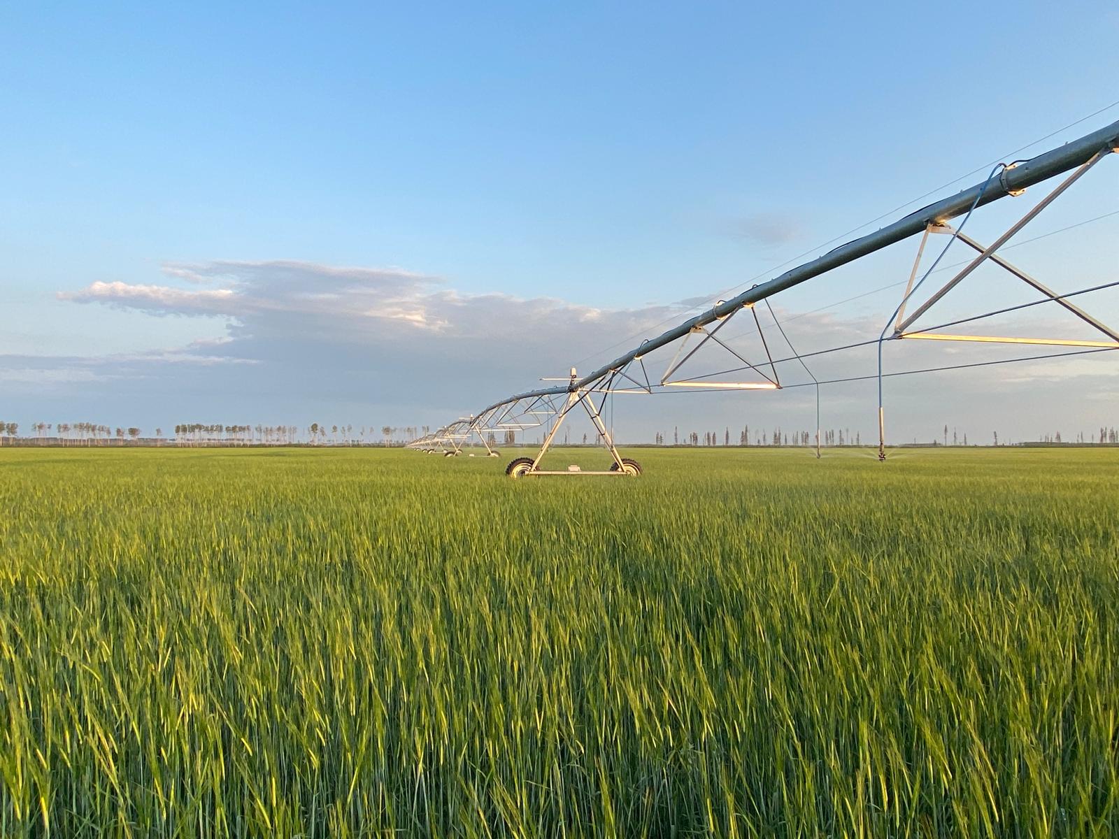 Irrigation Crop Results by Neudorf Irrigation in La Crete Northern Alberta