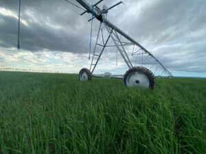 Irrigation Crop Results by Neudorf Irrigation in La Crete Northern Alberta