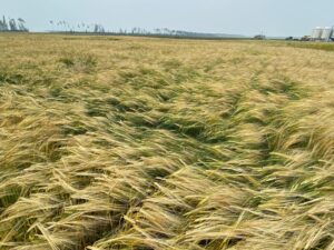 Irrigation Crop Results by Neudorf Irrigation in La Crete Northern Alberta
